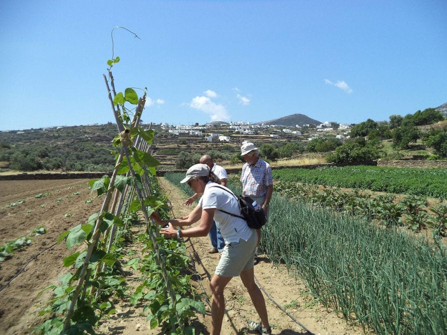 tourist picking beans with pods at 'Narlis Farm' vegetables garden