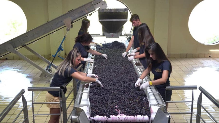 man and girls selecting white grapes on conveyor belt at Nemeion Estate facilities