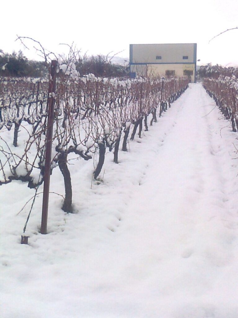A vast vineyard blanketed in pristine white snow, with rows of dormant vines standing in tranquil beauty
