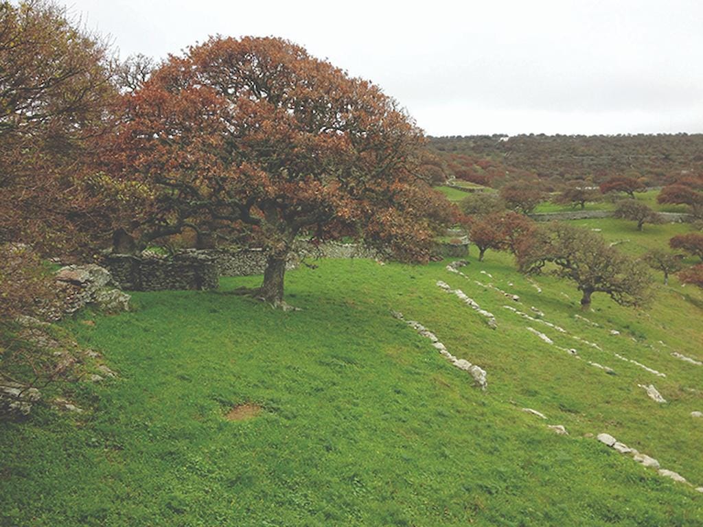 oaks plantation surrounded by green grass|