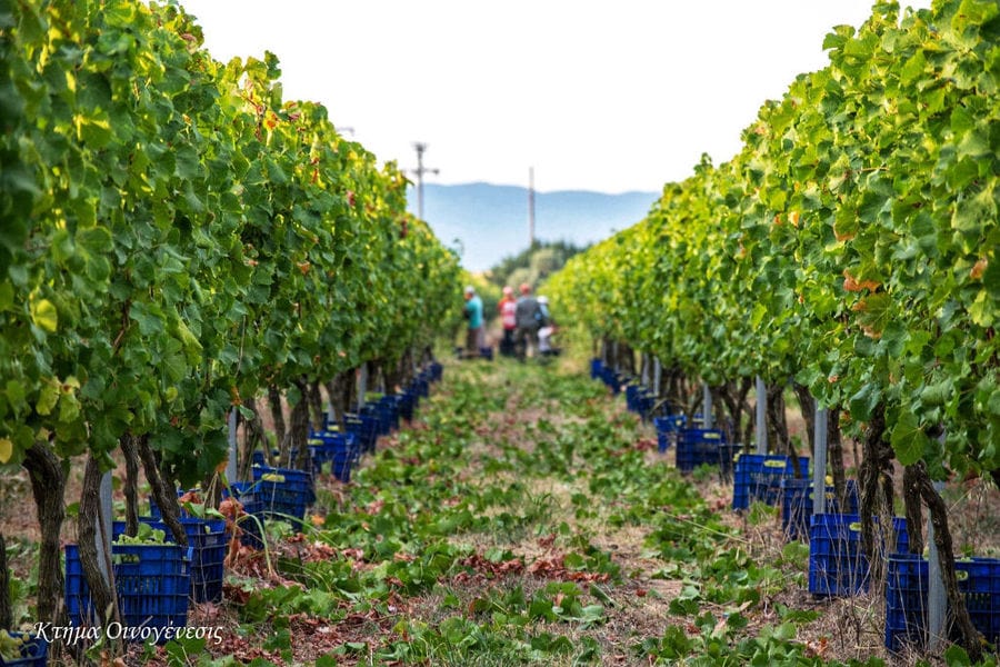 two rows of vines at 'Oenogenesis Estate' vineyards full of bunches of grapes and lying crates on the ground