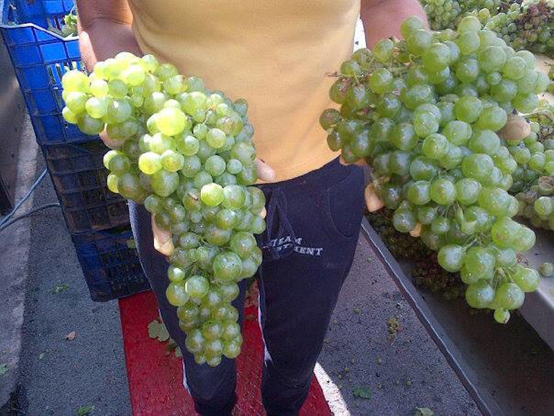 man holding two bunches of white grapes from 'Oenogenesis Estate' vineyards and it showing to the camera