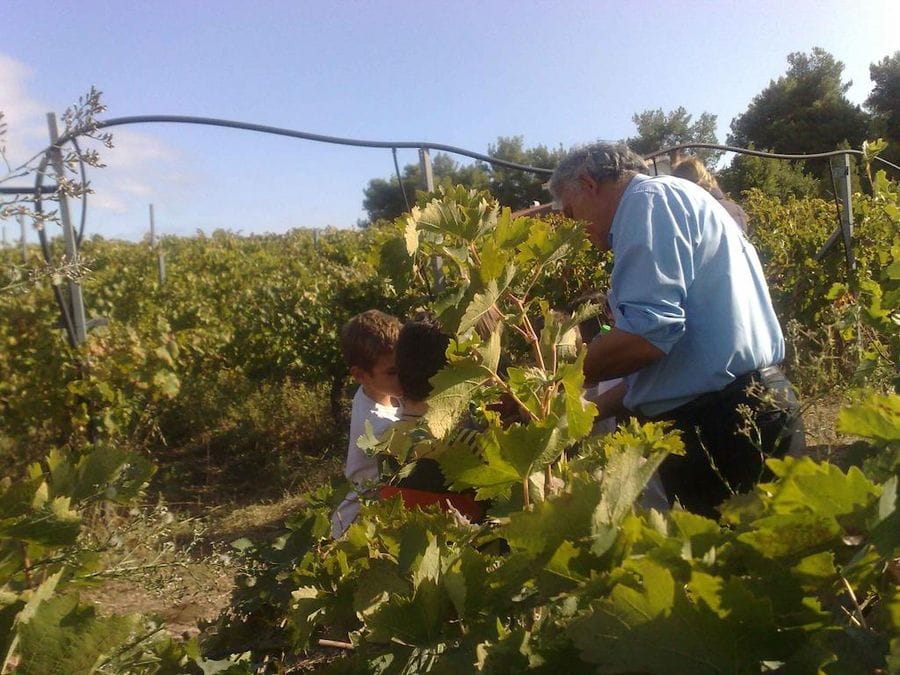 a old man and a child picking grapes at Tzivani Bio Wines vineyards