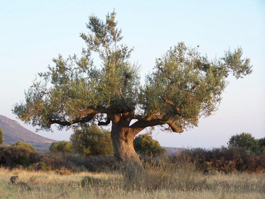 old olive tree with mountain and trees in the background at Korogonas Ark