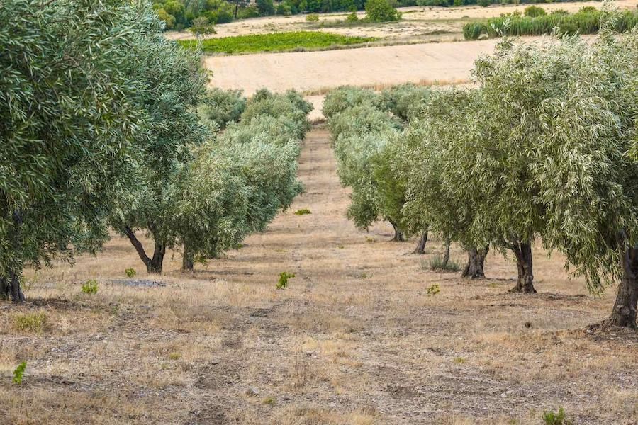 olive grove at Askra Olive Oil area