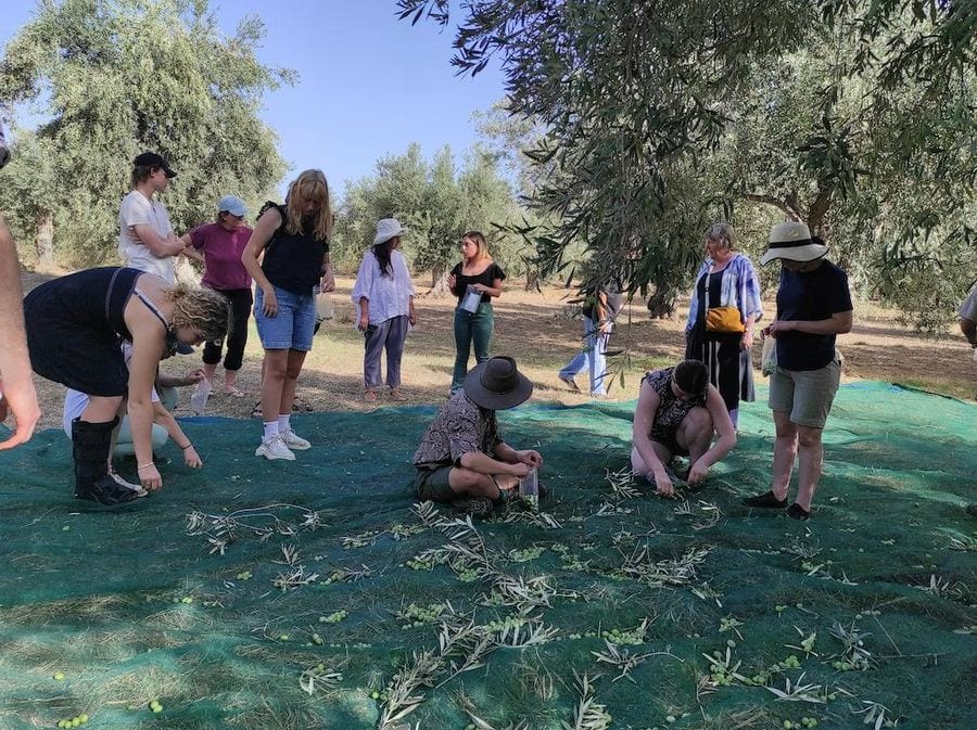 olive harvest at Socrates Olive Oil olive grove with raffia laying on the ground and tourists pick olives