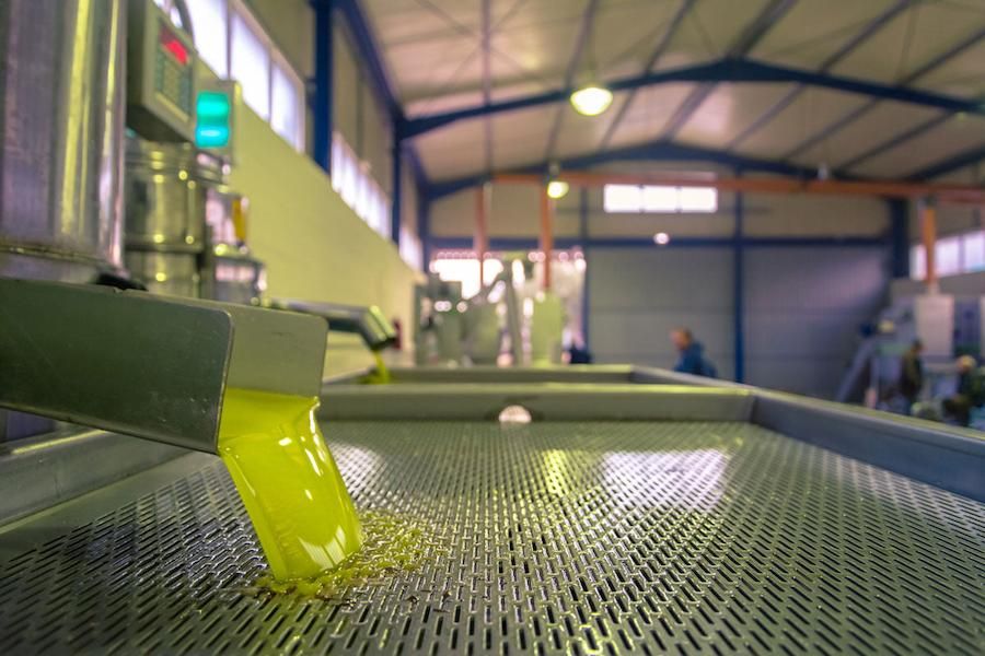 olive oil flowed from olive oil press machine at Askra Olive Oil premises