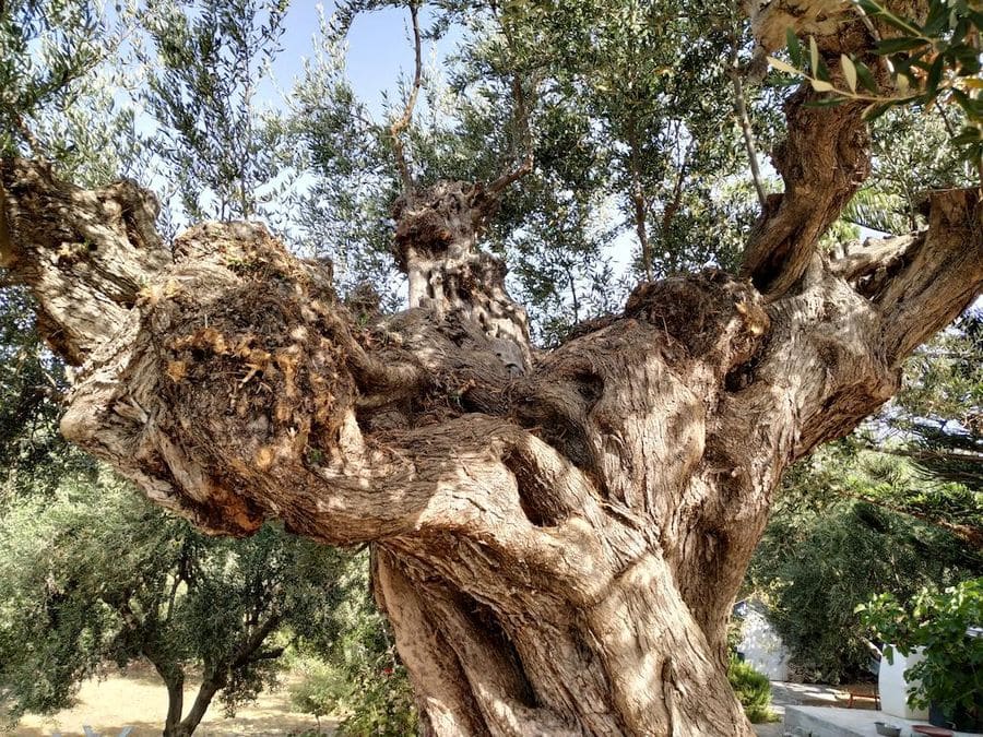 close-up of old olive tree trunk in Evonymon garden