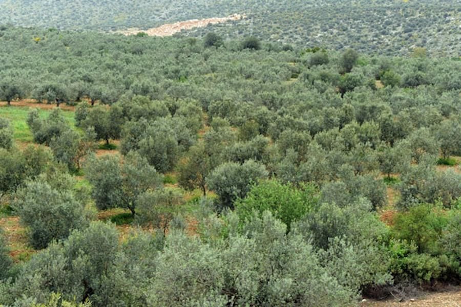 olive trees from above at Melas Epidauros crops