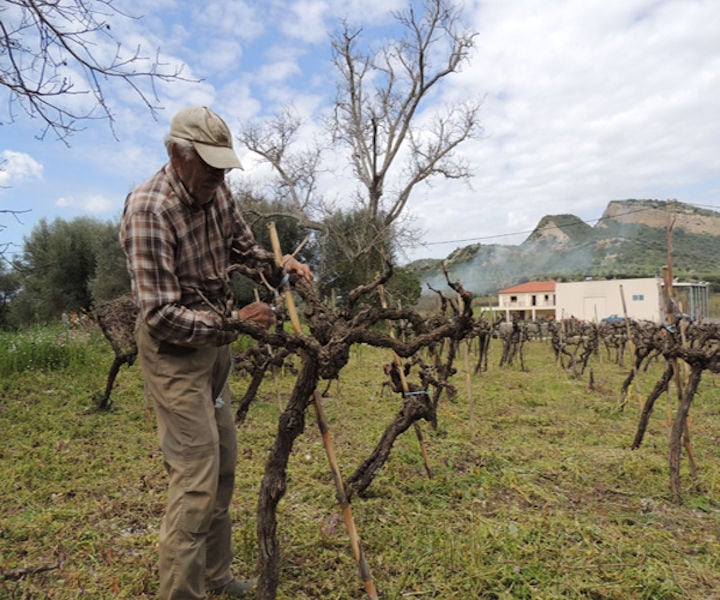 old man working in the Olympia Land Estate vineyard