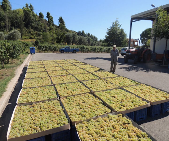 bunches of grapes drying on the wood panels in the sun at Olympia Land Estate winery