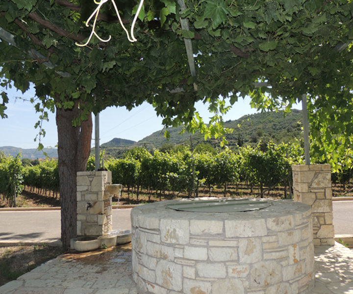 stone well in the shade of the tree at Olympia Land Estate winery
