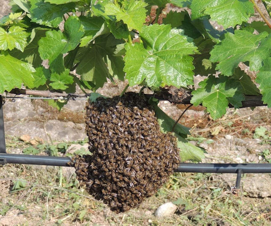 bees' nest on the vine at Olympia Land Estate vineyards