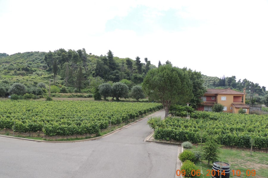 Olympia Land Estate entrance with pavaj de piatră with vineyards on both sides