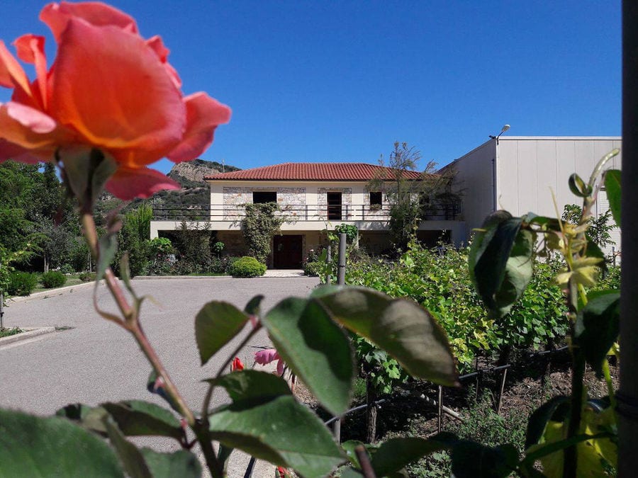view of a bush of roses in background of Olympia Land Estate winery