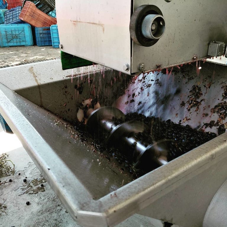 red wine 'must' flowed into grape press machine at Olympia Land Estate facilities