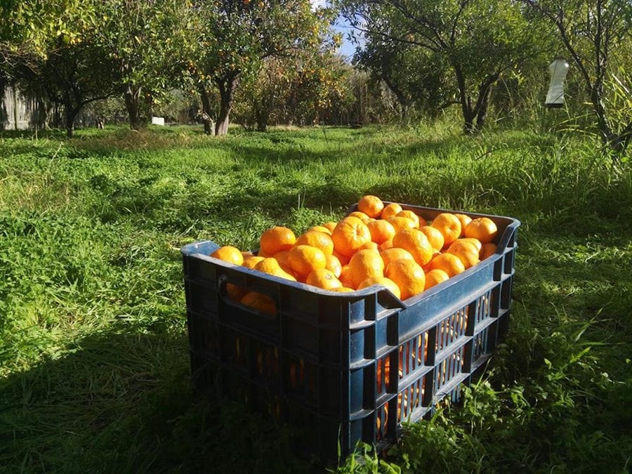plastic crate of oranges on the ground surrounded by green grass and trees at 'Organic Islands'