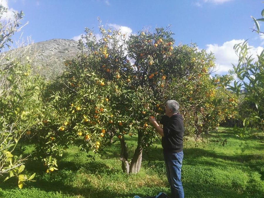man picking oranges from tree surrounded by trees and green grass at 'Organic Islands'