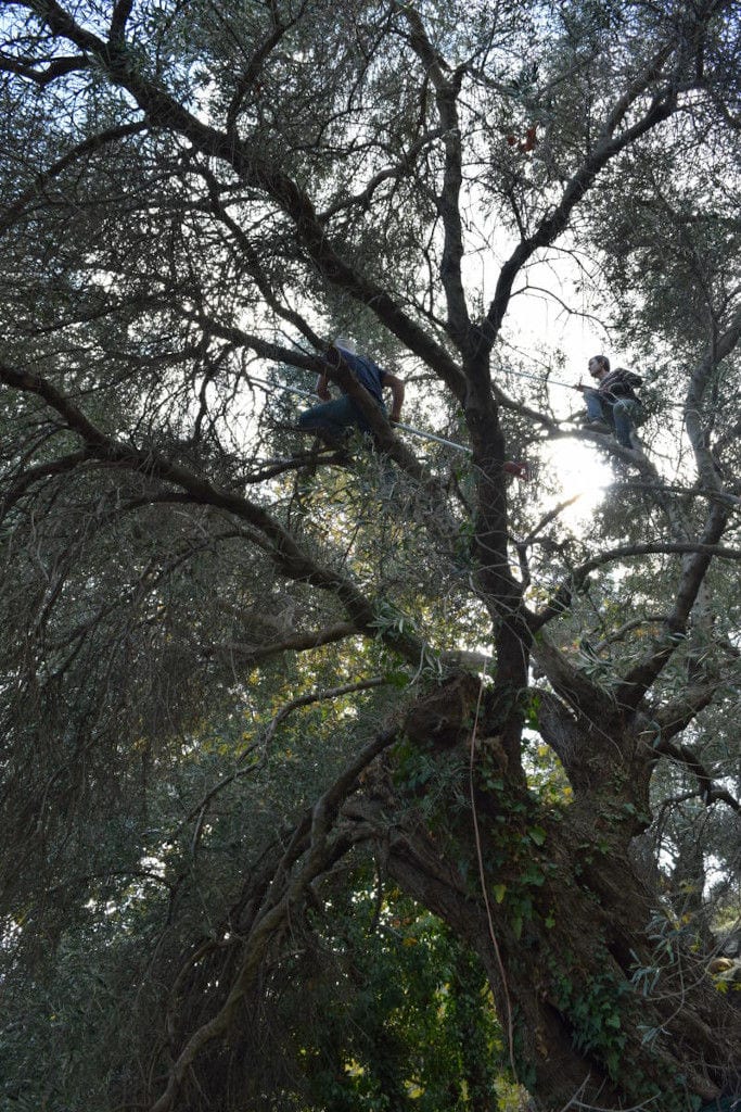 two men climbing on an ancient olive tree and picking olives using olive harvesters at 'Pamako'