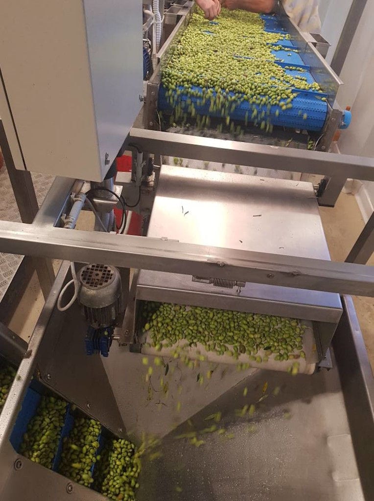 close-up of conveyor belt with green olives working at 'Pamako' olive oil plant