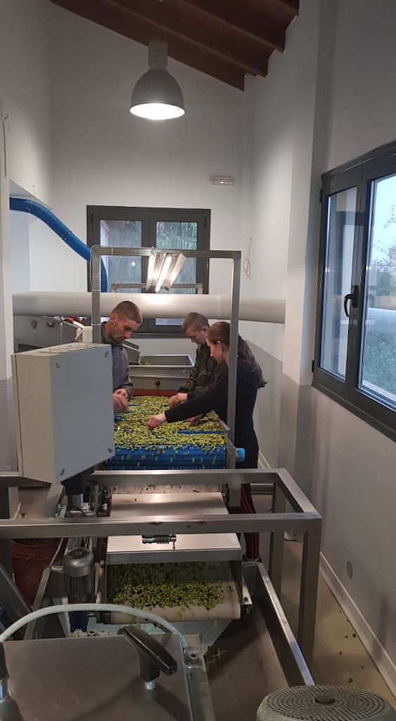 two boys and a girl selecting olives on conveyor belt 'Pamako' olive oil plant