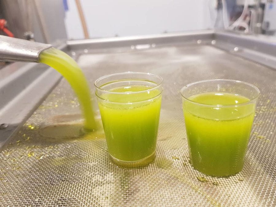 close-up of olive oil flowed from olive oil press machine at 'Pamako' plant and two plastic glasses with olive oil
