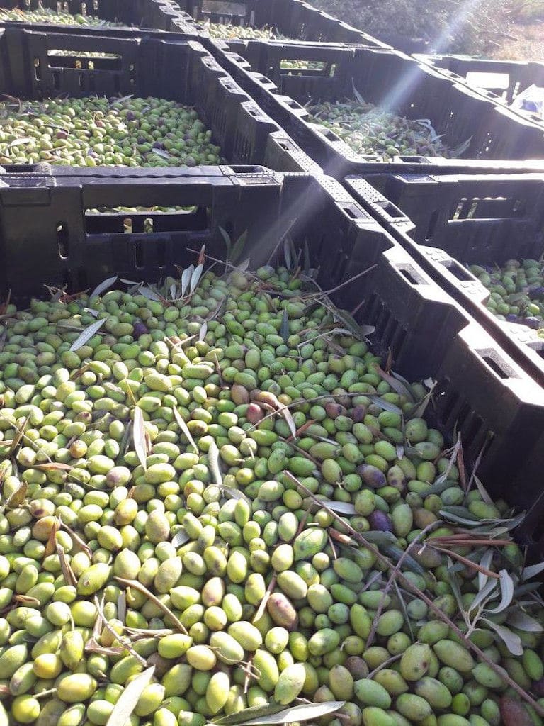 close-up of crates with green olives at 'Pamako'