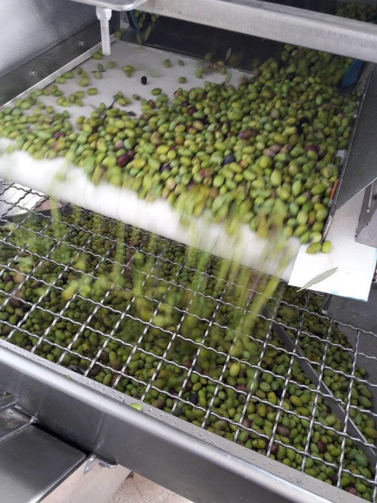 close-up of washing machine with olives, a part of 'Pamako' olive oil plant