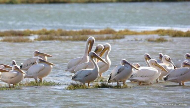 pelocans at The Evros River