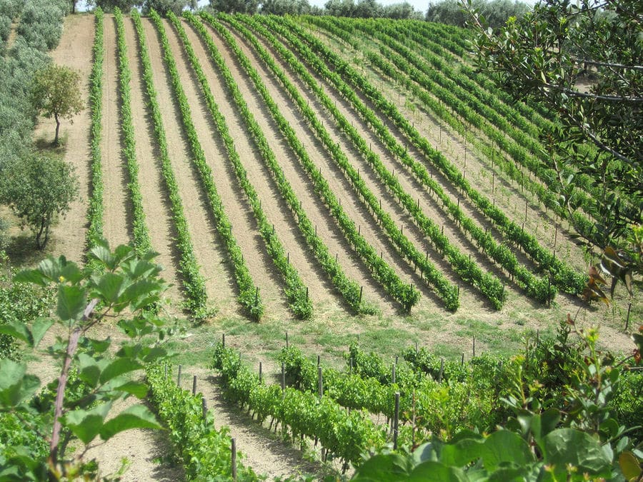 A sprawling vineyard stretching as far as the eye can see, adorned with lush green vines, basking in the warm sunlight, promising a bountiful harvest.