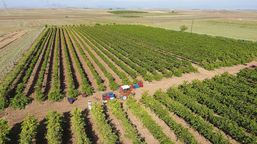 The vast vineyard of Poultsidis Winery stretching towards the horizon. In the foreground, a farm vehicle is parked, surrounded by rows of grapevines.