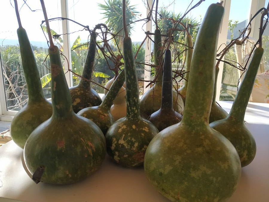 close-up of pumpkins in the background of Evonymon garden