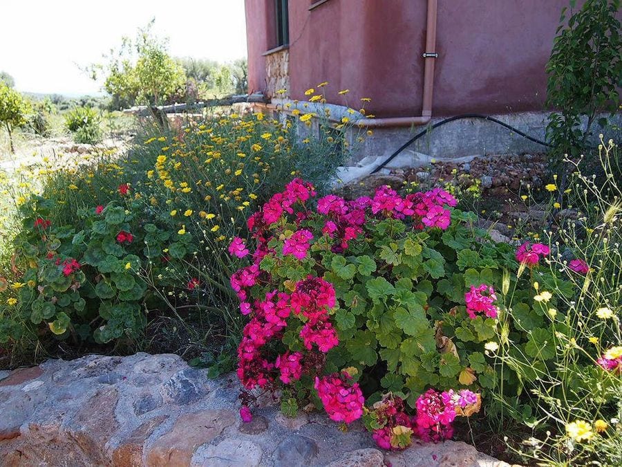 close-up of bushes of purple and red geranium flowers and others yellow plants with pink building of Korogonas Ark in the background
