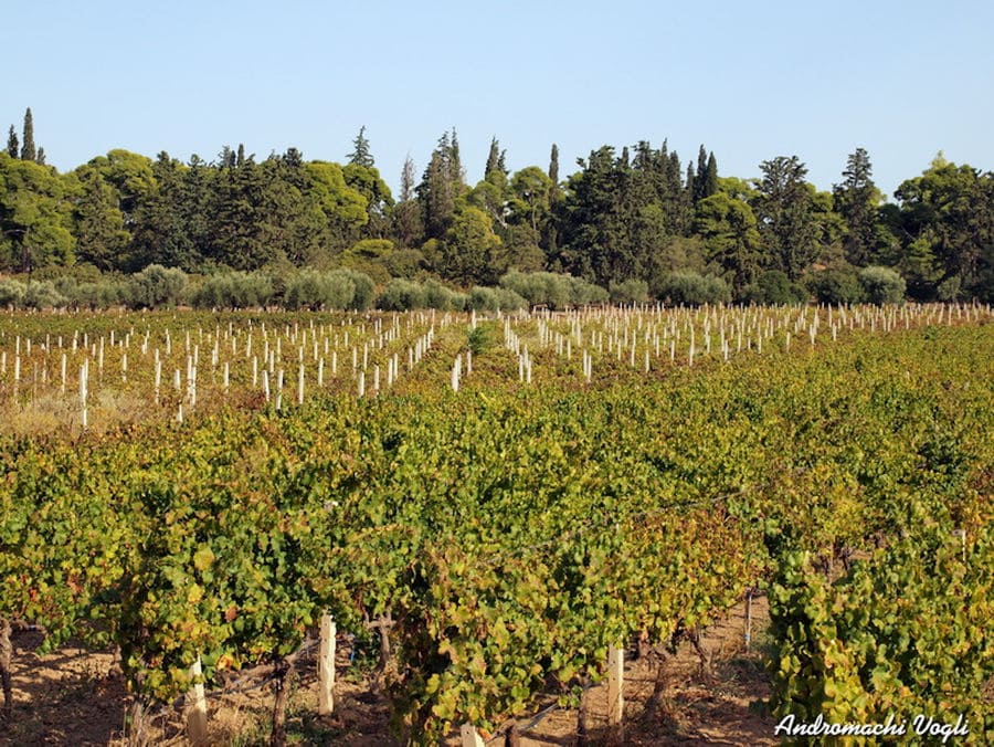 rows of vines at Pyrgos Vasilissis vineyards in the background of blue sky and trees