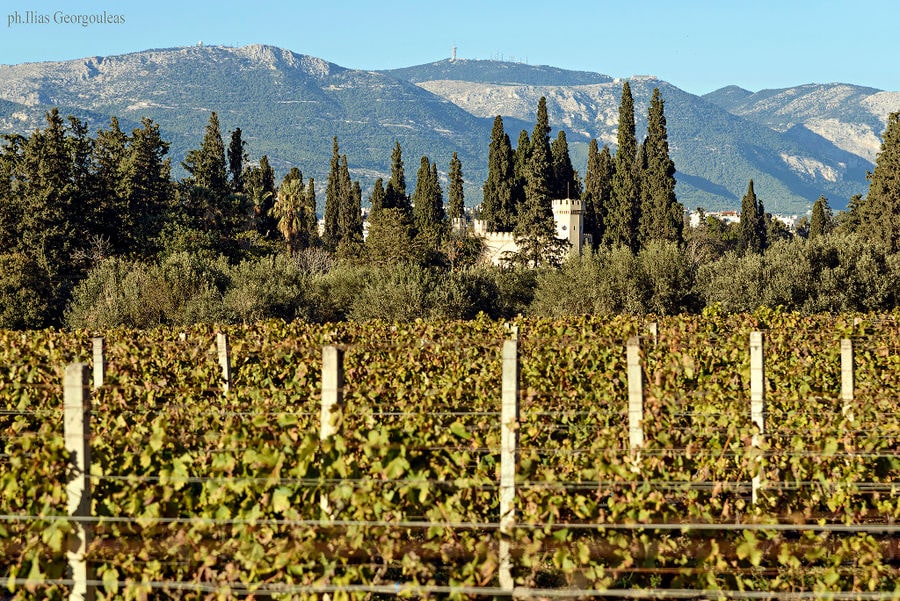 vineyards with the towers of Pyrgos Vasilissis winery in the background