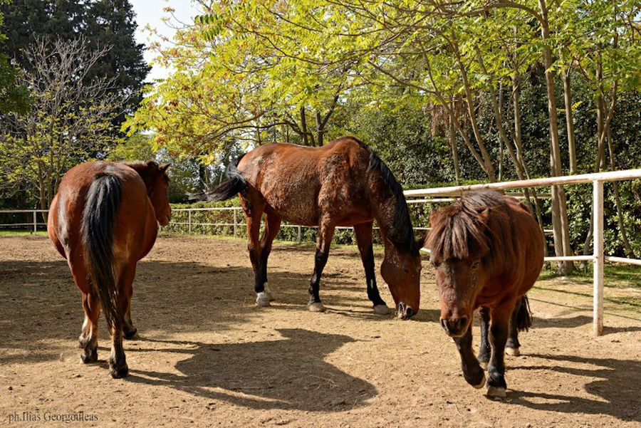 three brown horses at Pyrgos Vasilissis winery riding area outside
