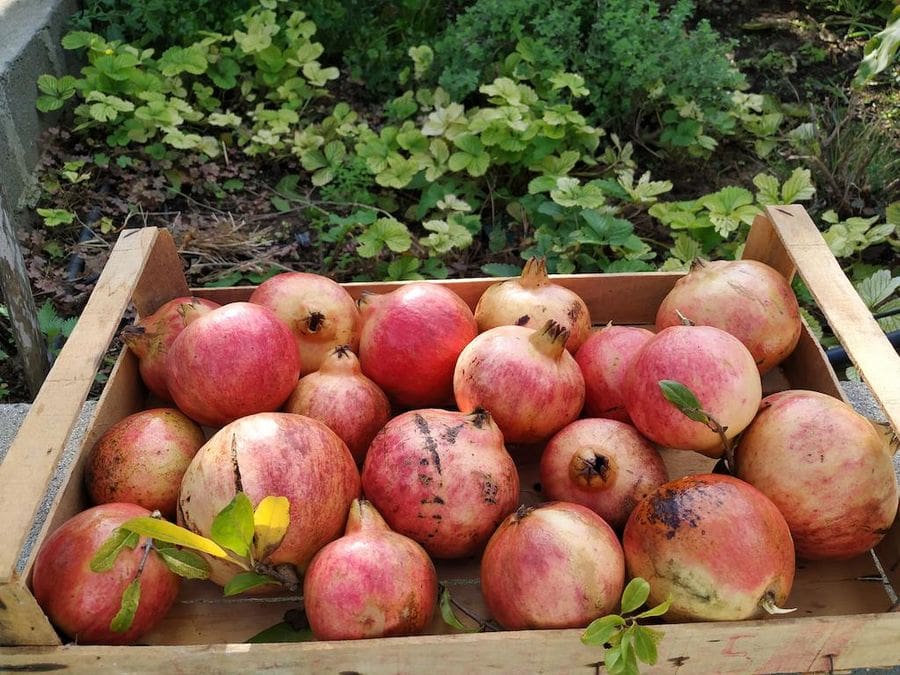 ripe pomegranates in wooden crate in the background of green herbs in Evonymon garden