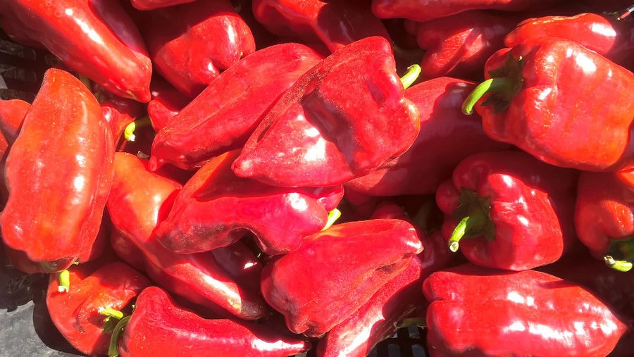 view up close of fresh red 'Florina' peppers from 'Rizes Greek Delicatessen' plant