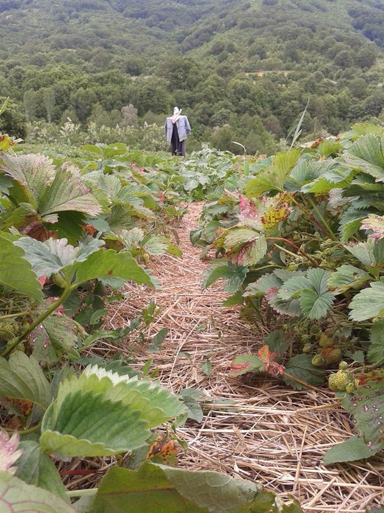 a scarecrow in strawberries crops of 'Rizes' and trees in the background