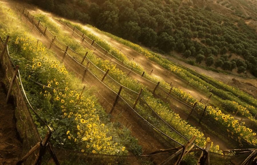 rows of green plants with yellow flowers at Feréikos farm