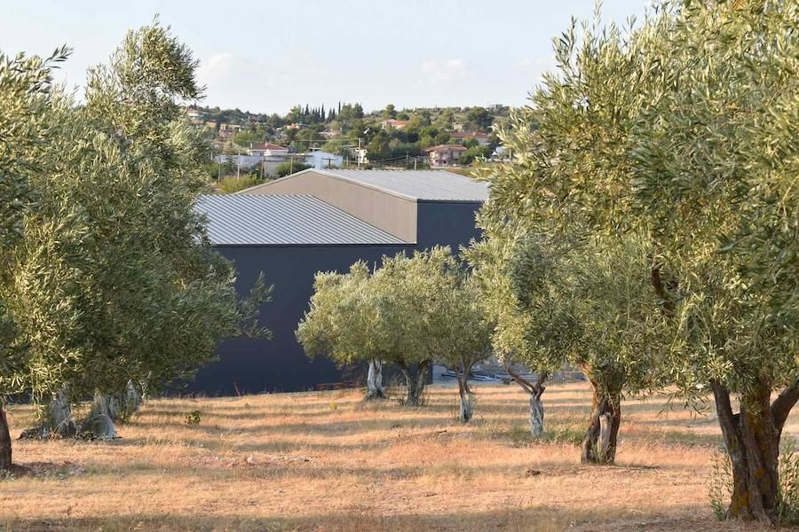 rows of olives trees at Askra Lymperis Estate