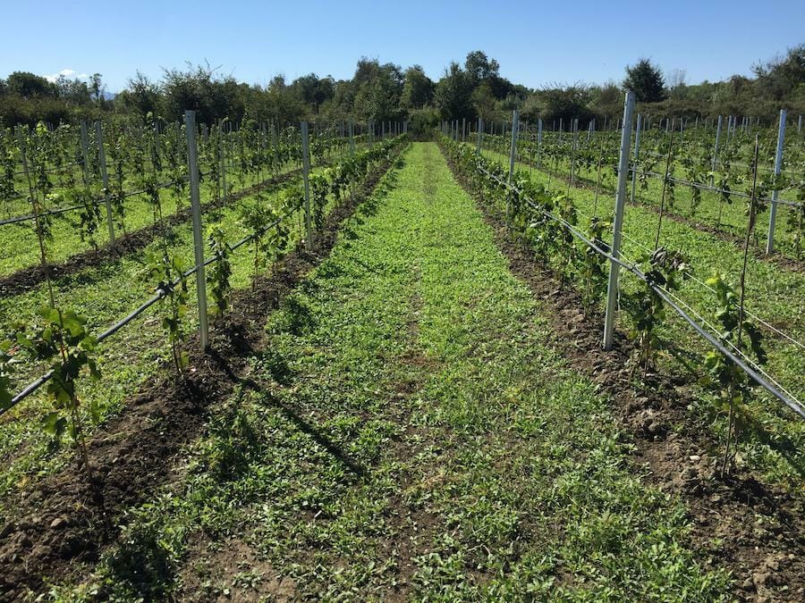 rows of vines at Jima winery vineyards in the background of trees and blue sky