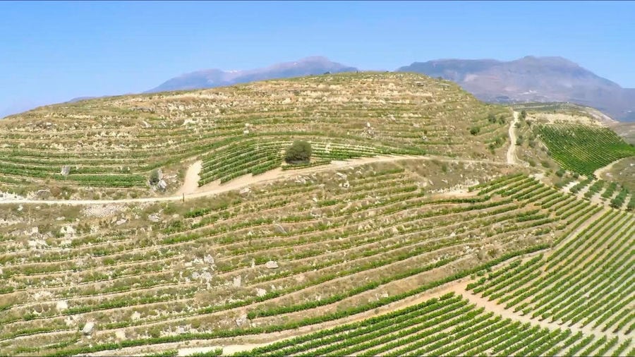 'Domaine Zacharioudakis' vineyards from above in the background of blue sky and mountains