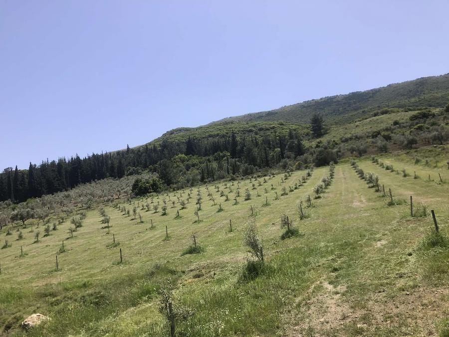 seedlings olive grove at Askra Olive Oil area and trees and blue sky in the background