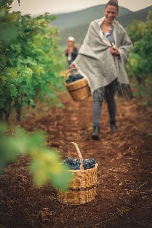 woman smiling happily carrying a wicker baskets with black grapes at 'Semeli Estate' vineyards