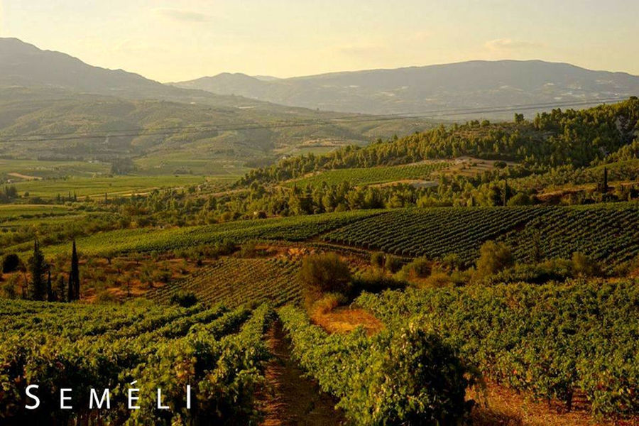 rows of vines at 'Semeli Estate' vineyards in the background of blue sky and mountains