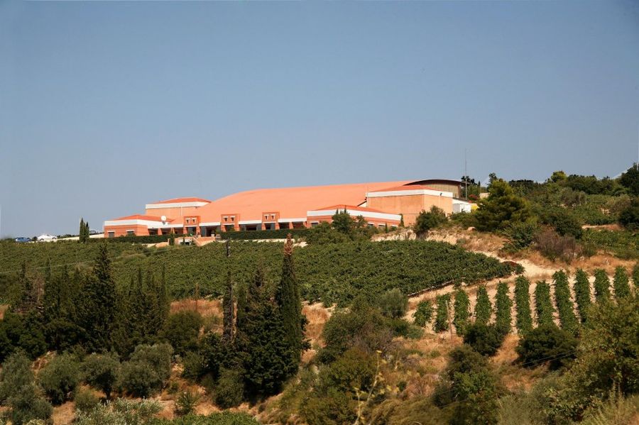 vineyards and trees in background of 'Semeli Estate' winery