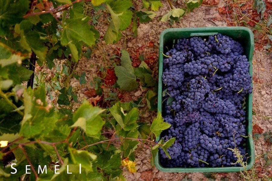 plastic create with black grapes on the ground at 'Semeli Estate' vineyards