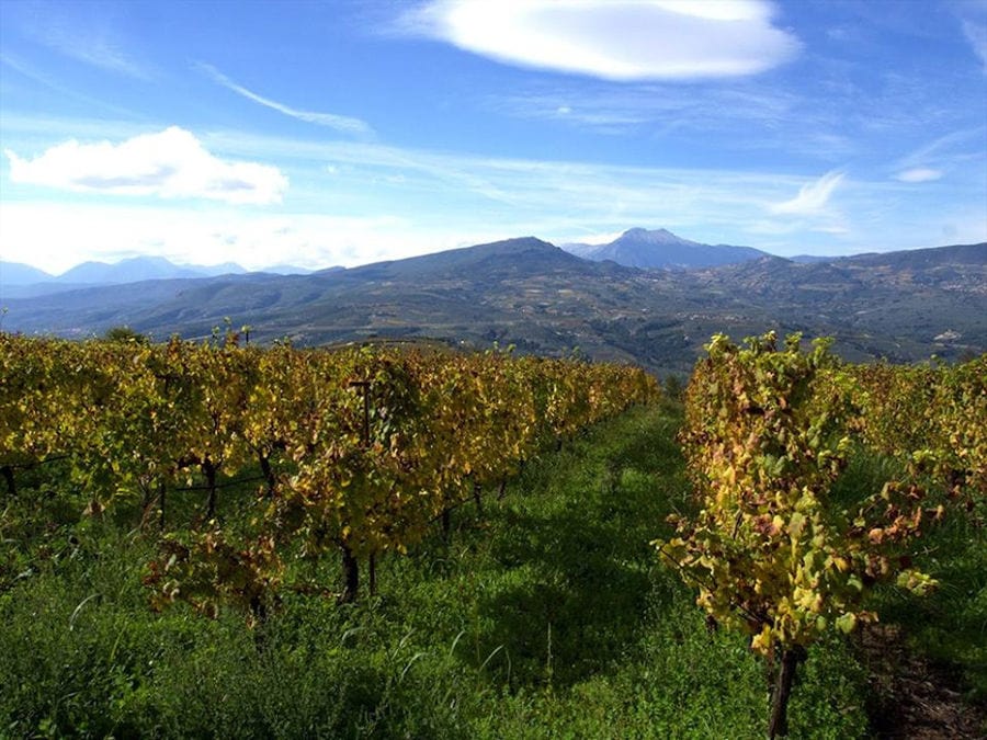 rows of vines at 'Semeli Estate' vineyards in the background of blue sky and mountains