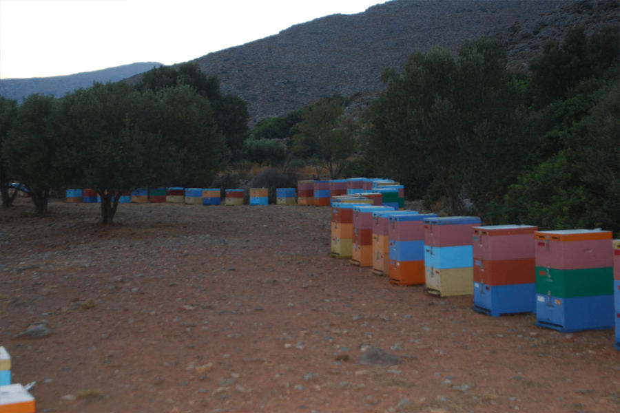 row of beehives on the ground at 'Si-Mel Honey Toplou' with trees in the background